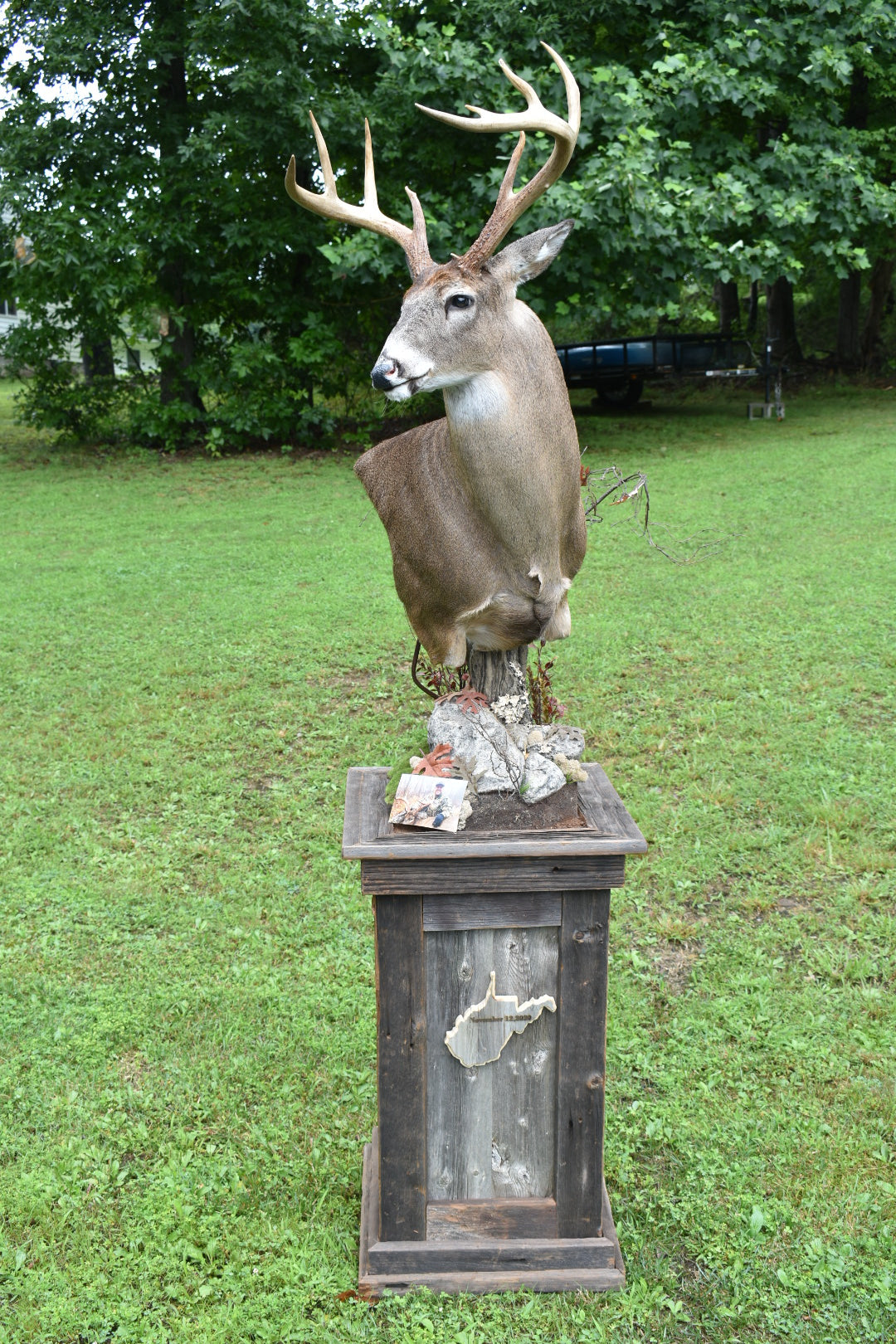 Whitetail Full Draw Taxidermy