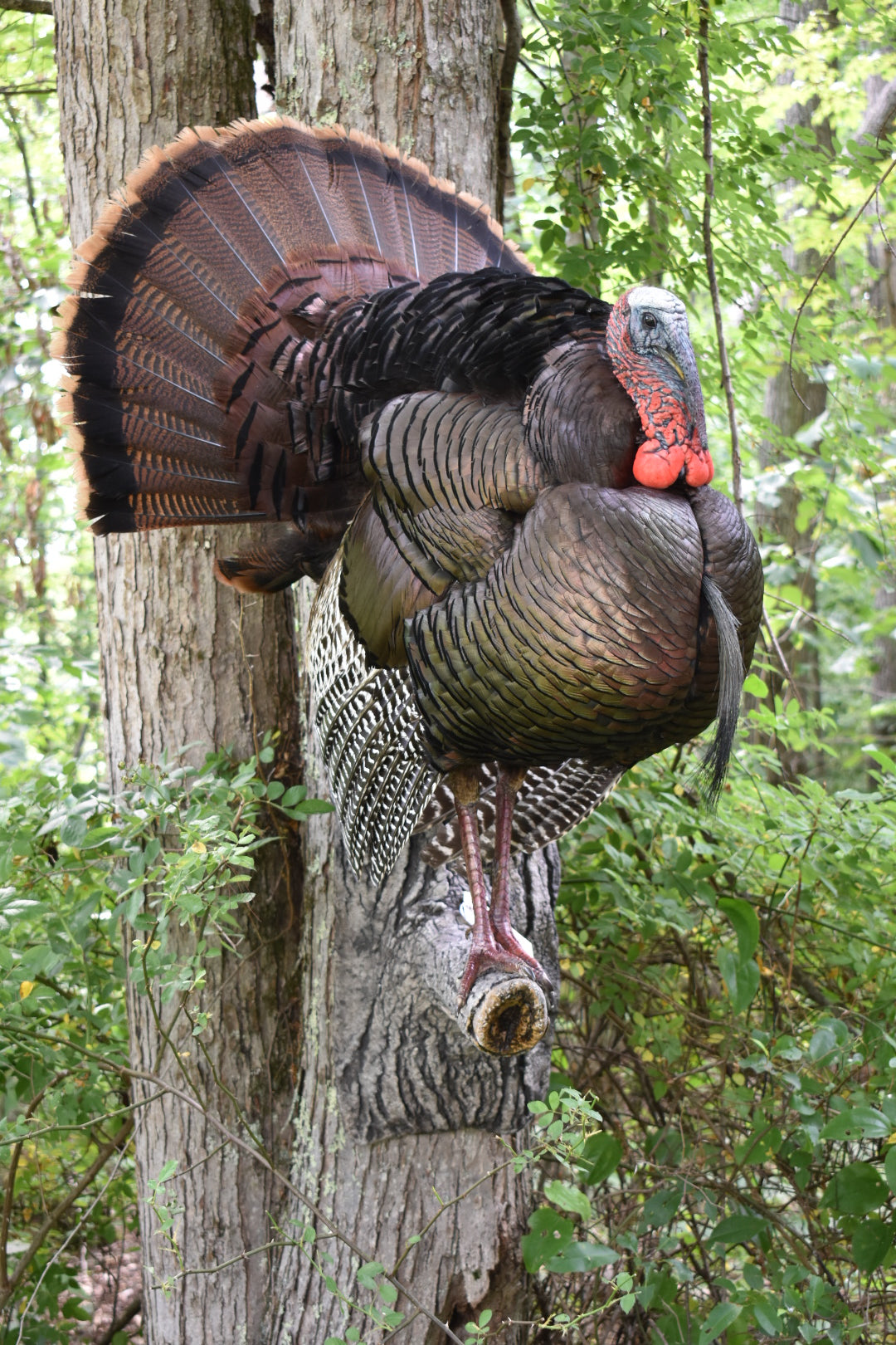 Turkey Full Draw Taxidermy