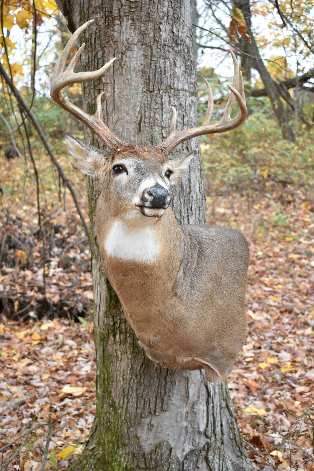 Whitetail Full Draw Taxidermy