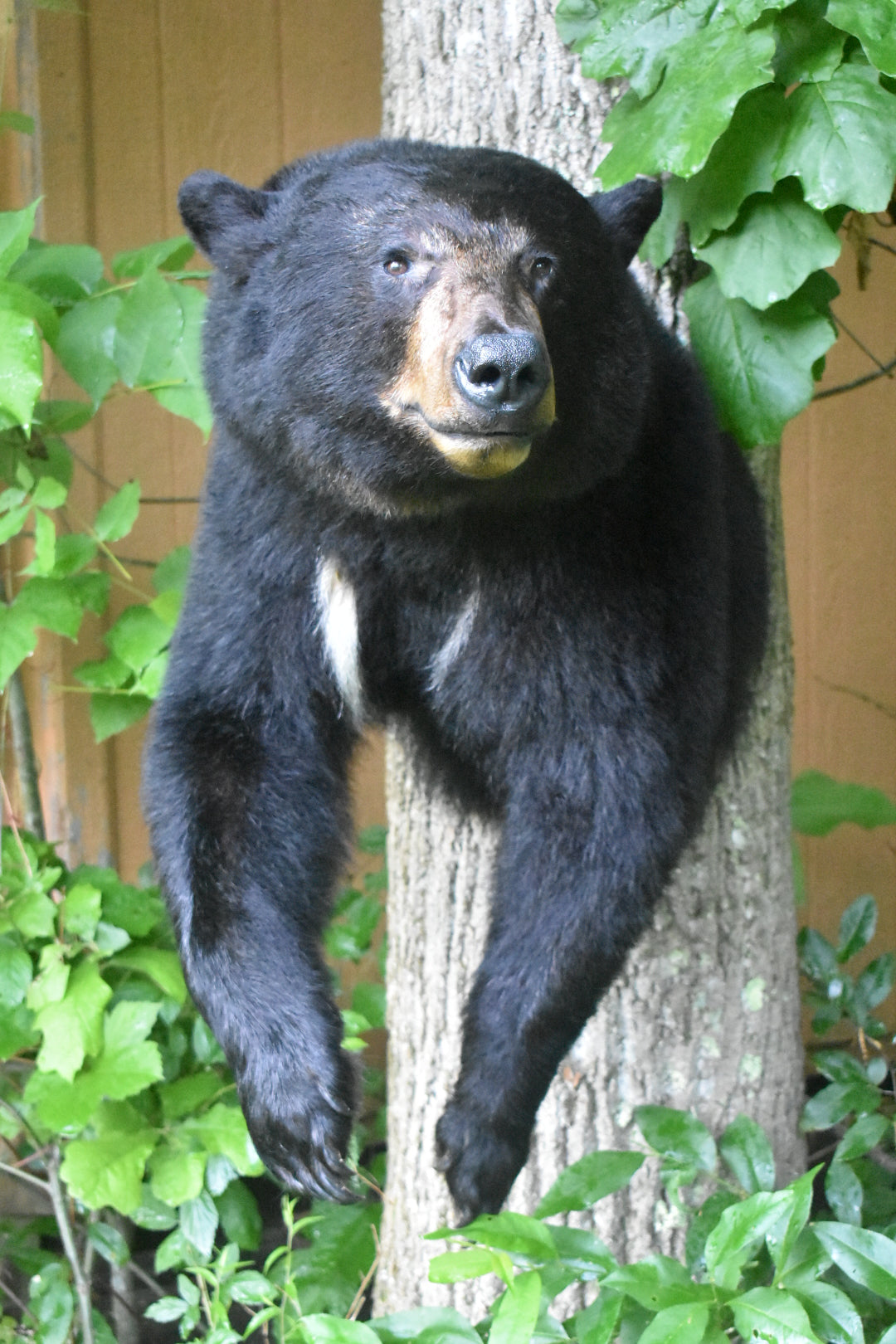 Bear Full Draw Taxidermy